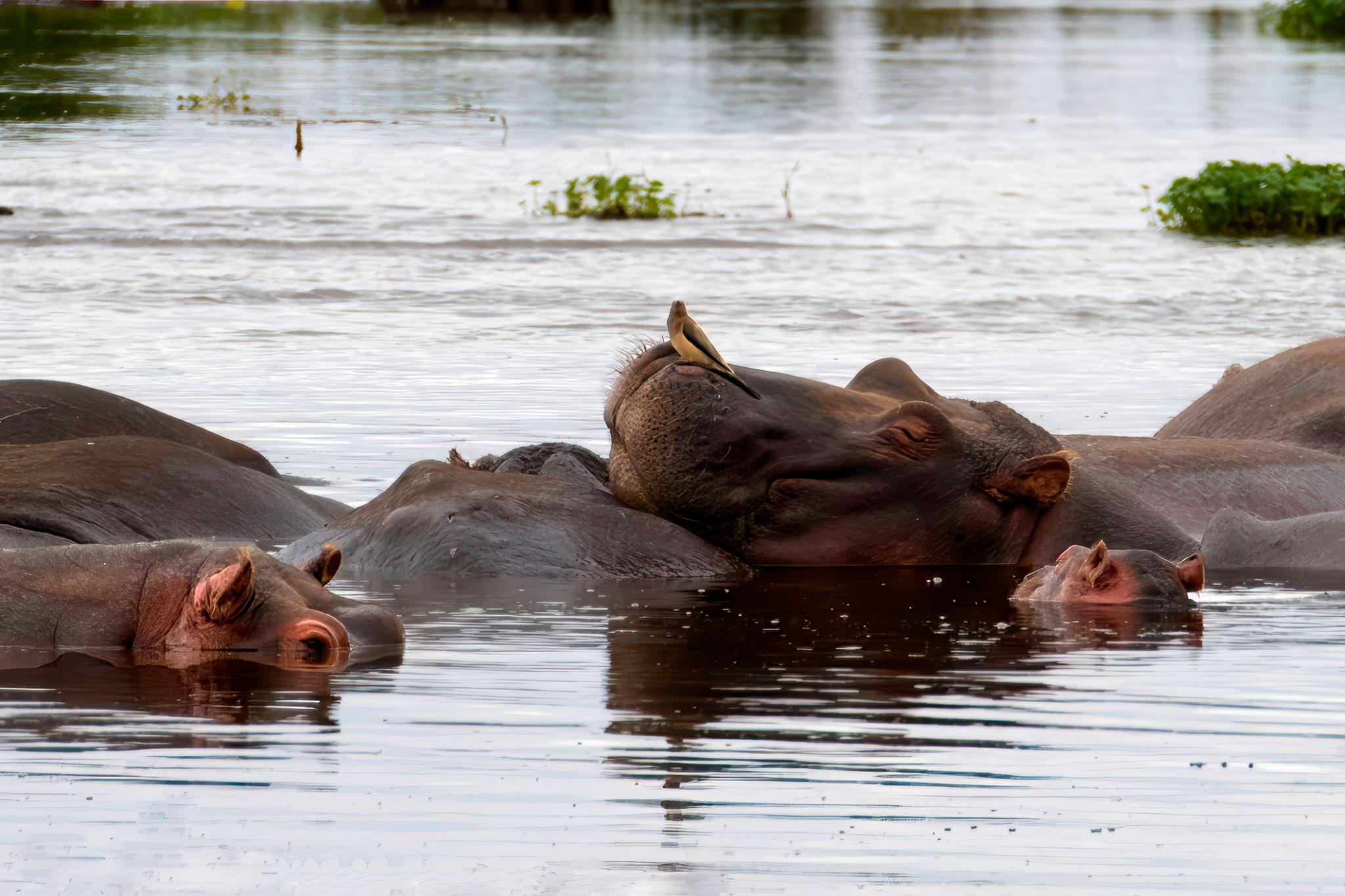 Mikumi National Park 