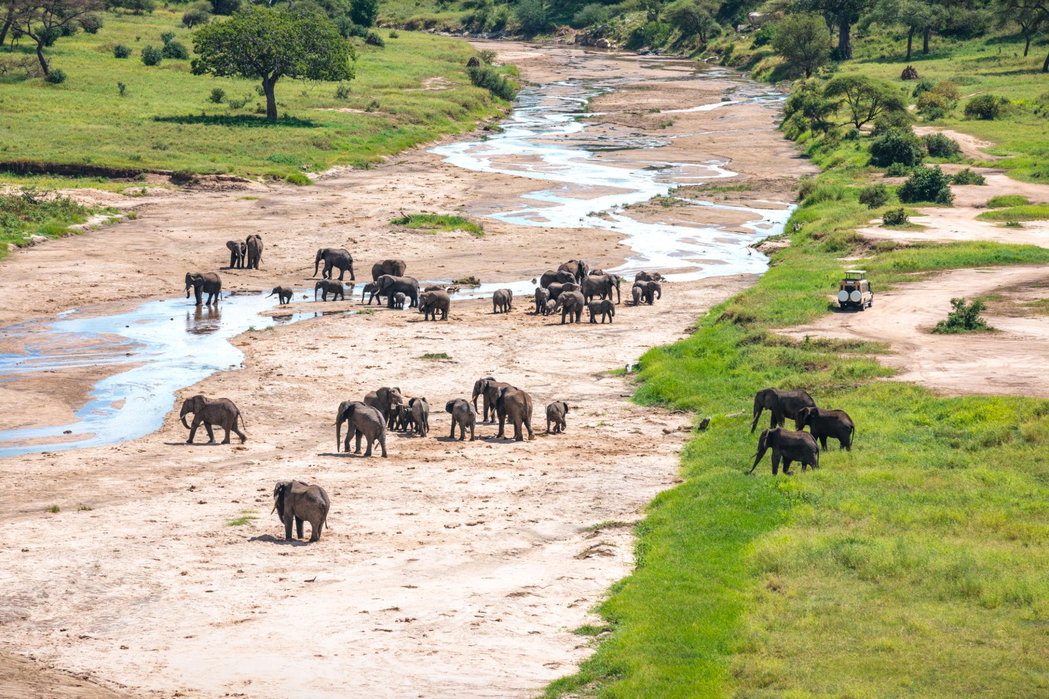 Tarangire national Park 